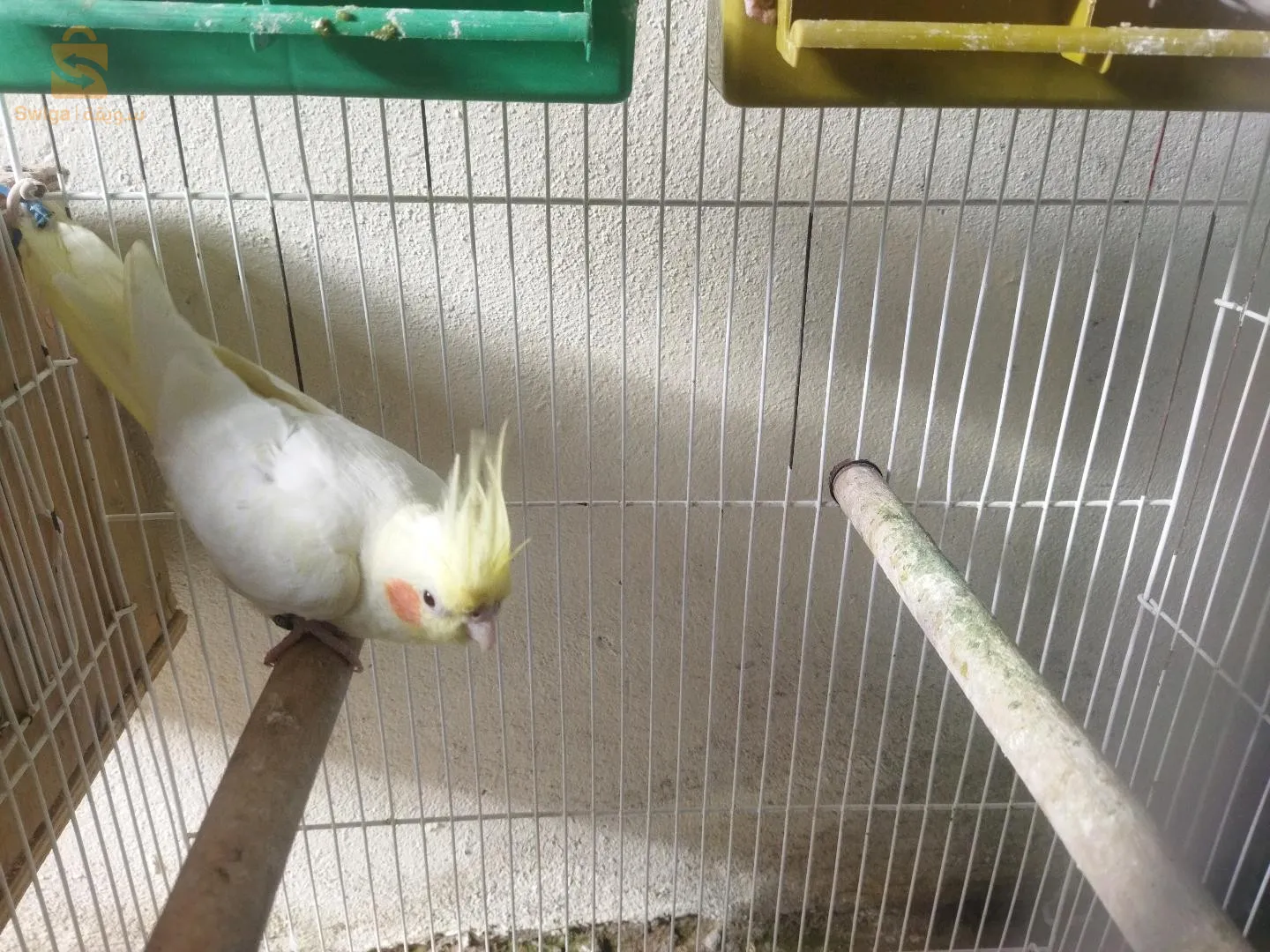 كوبلة كالوبسيت لوتينوا مخرجة من قبل زيوا روج قرون طاي