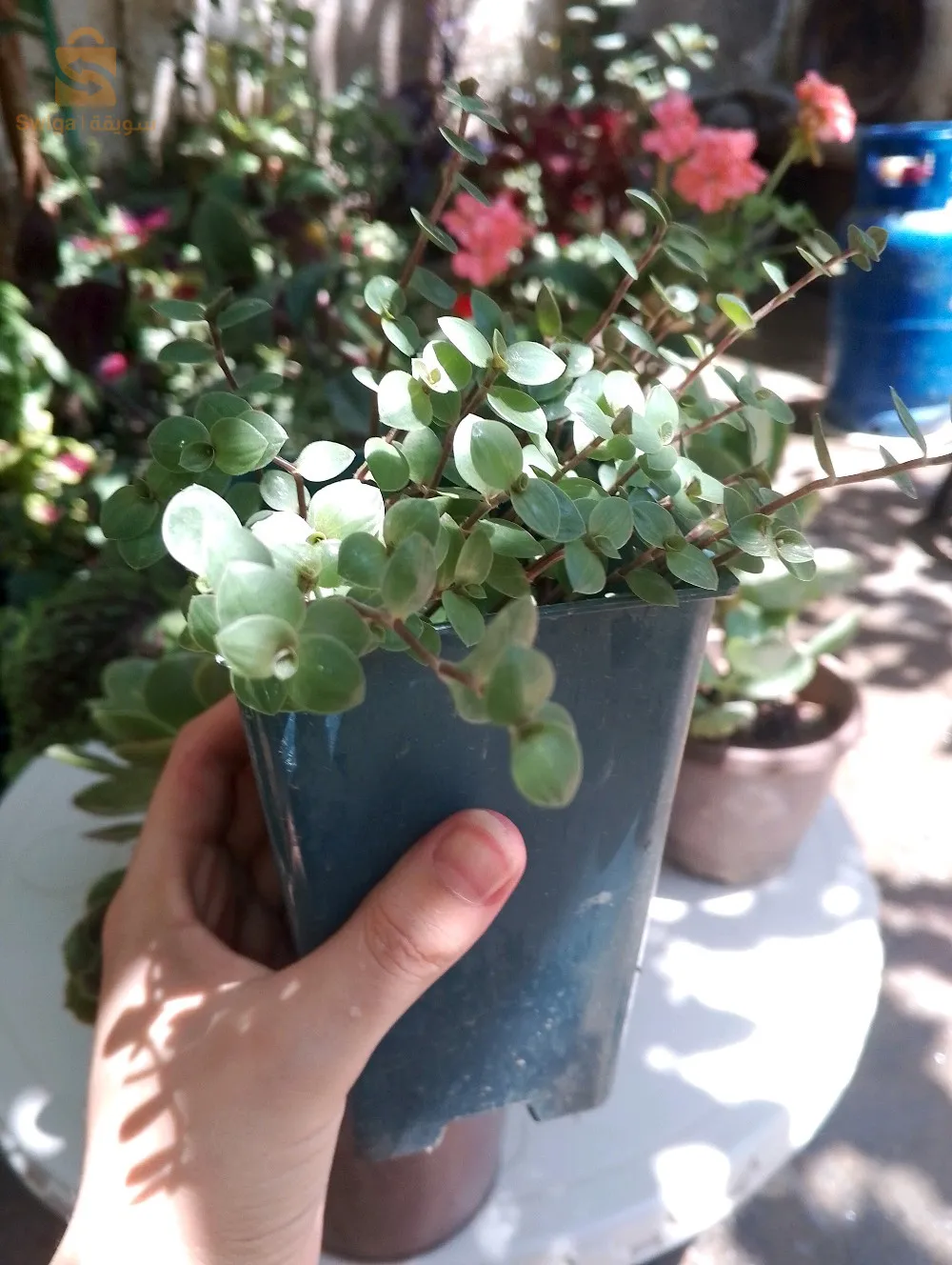 نباتات  زينة داخلية و خارجية لتزيين الحدائق ، شتلات و ورود