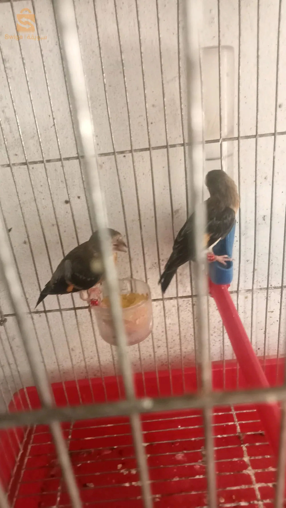 كوبل طاران فنزويلا العمر شهر ونصف