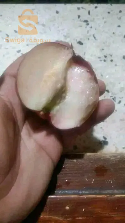 جميع اصناف خوخ ونكتارين