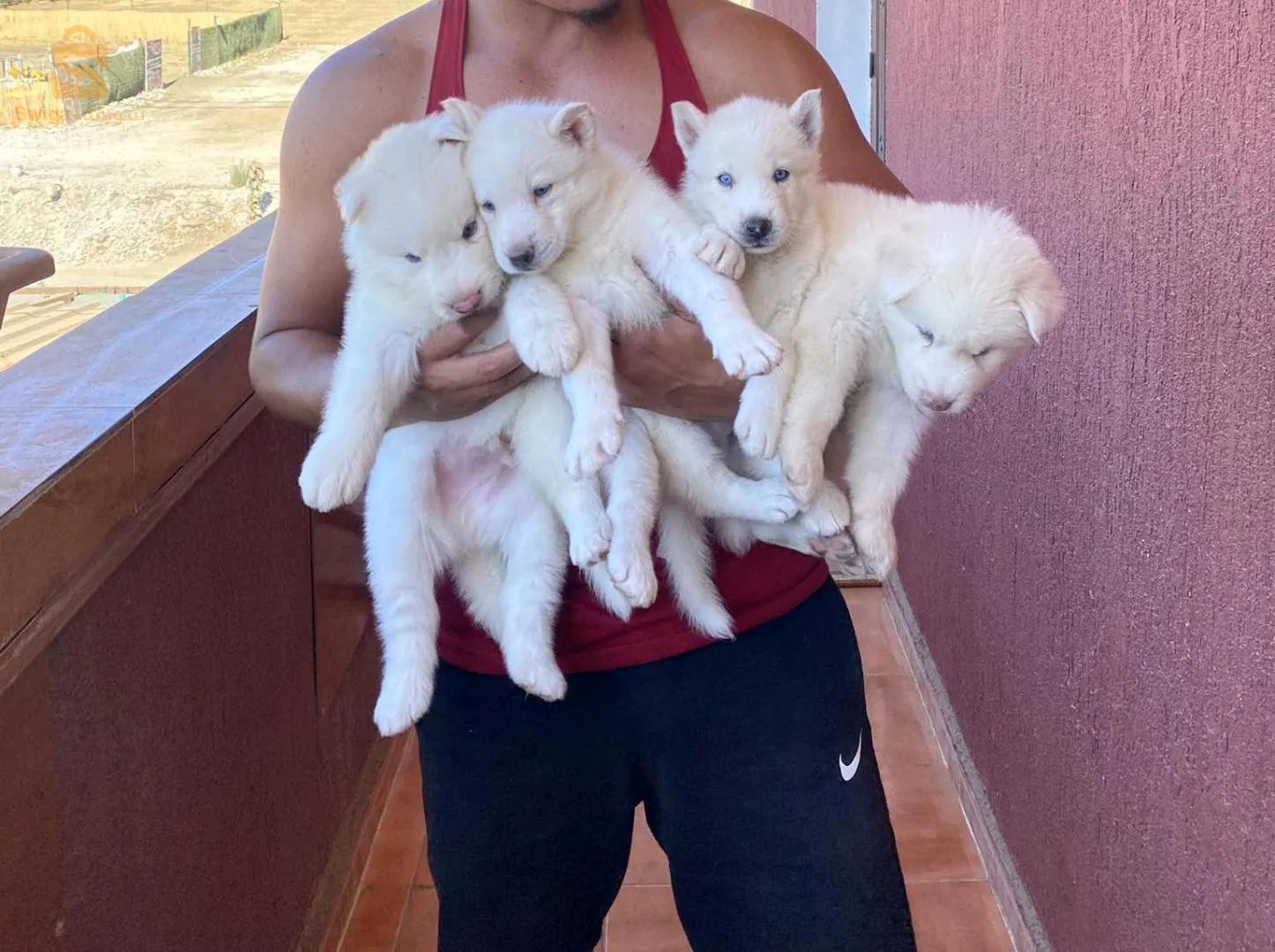 Choit husky  malamute  4 mlae 2 femelle de 35 jours vacciné vermifuge celui ou celle qui intéresse me contact num 0553138019 
Lieu boumerdes