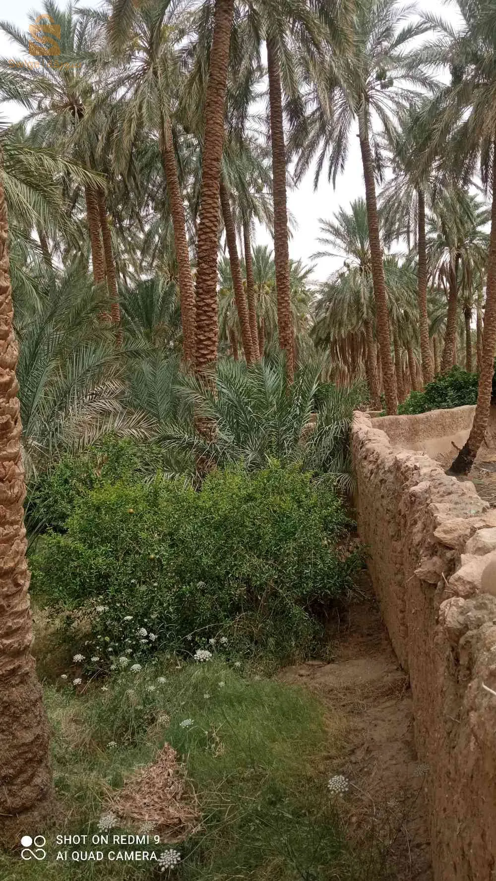 جنان للبيع في بلدية شتمة ولاية بسكرة فيه 36نخلة مخلطة كبيرة وصغيرة وشجرات قريب من الماء و الطريق وثائق تاعو عرفي لي يهمو الأمر يكلم ولي مش شاري مكلاه يبعثلي 0666519805