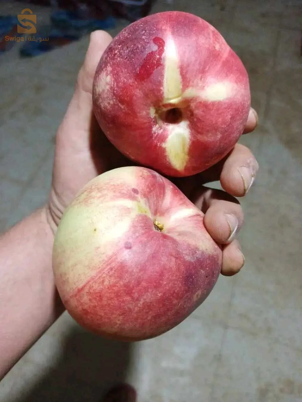 جميع اصناف خوخ ونكتارين