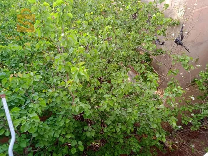 دان سبع
