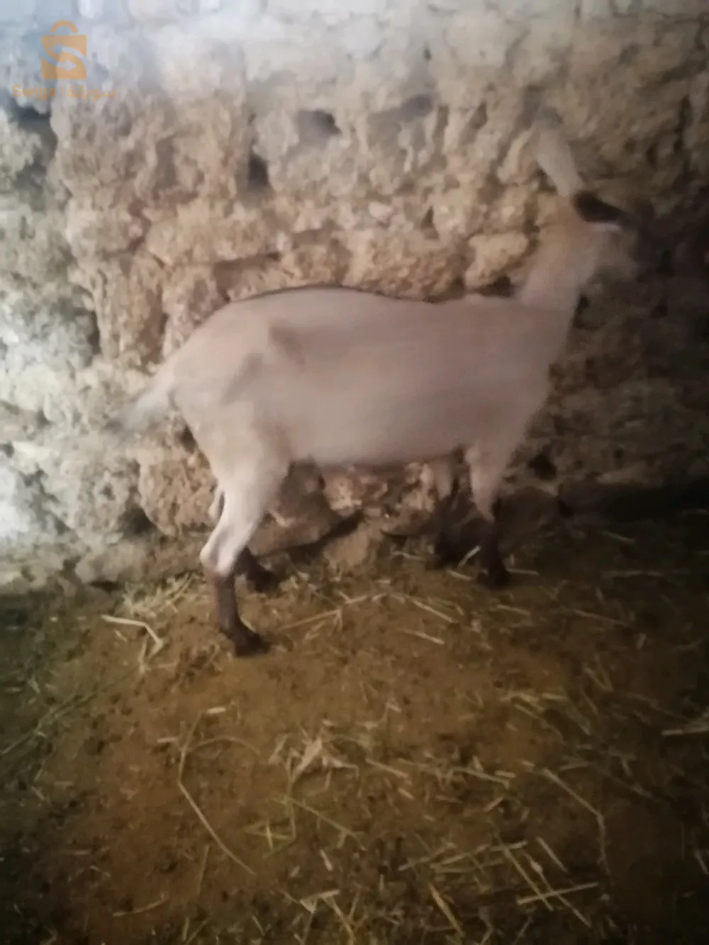 ماعز الالبين