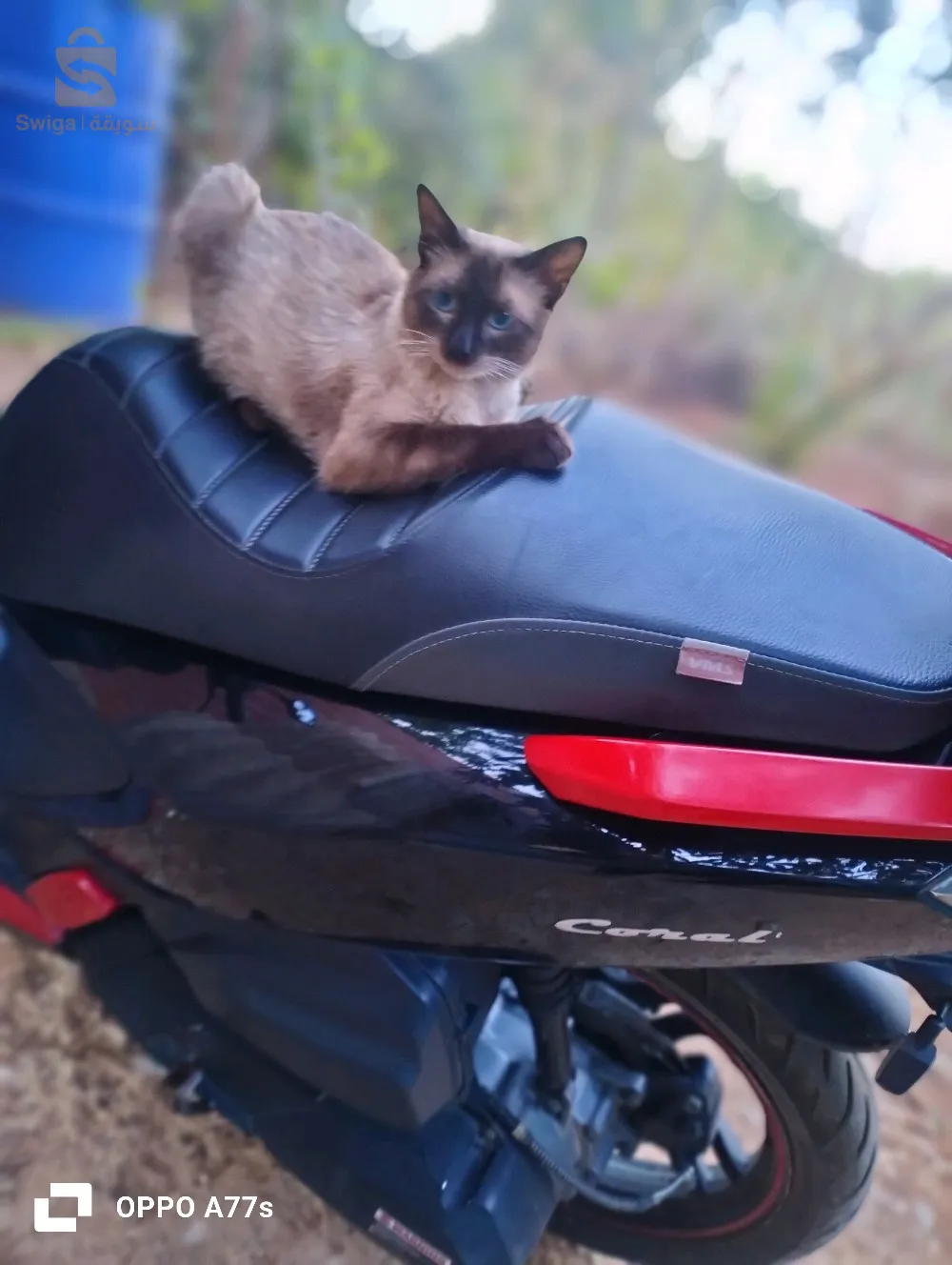 فياماس كورال