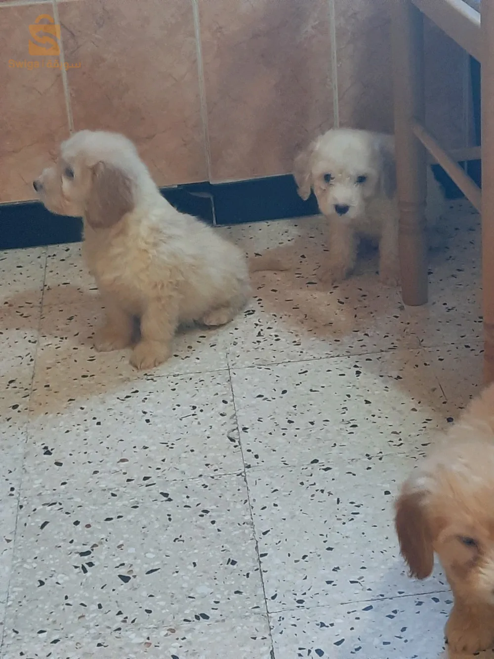 بيع 5 كنيش بيكون 2 أشهر