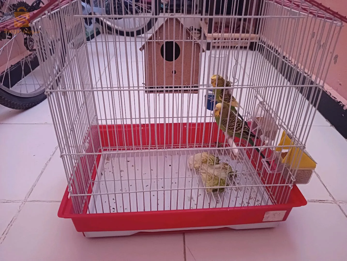 كوبل طائر الباجي انثى و ذكر