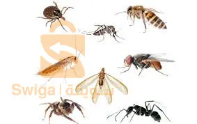 قسنطينة