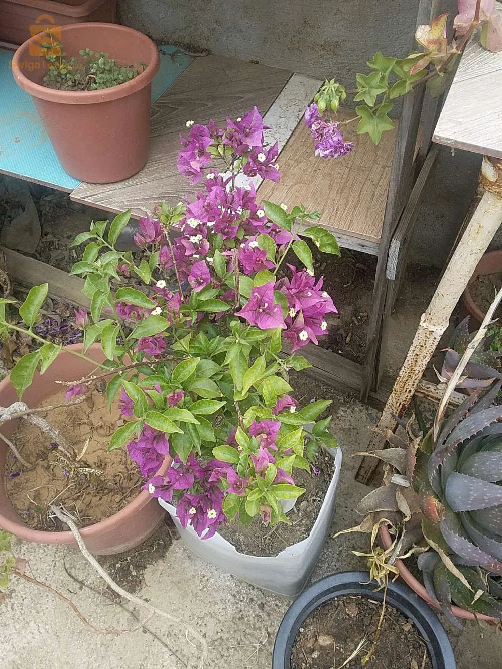 pots de fleurs décoration