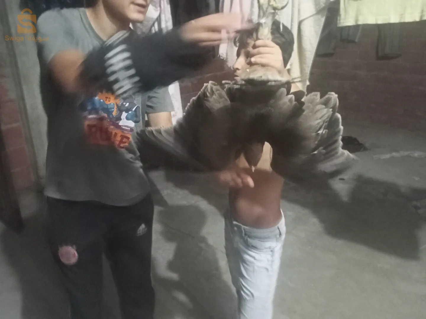 نسر للبيع عمر شهرين