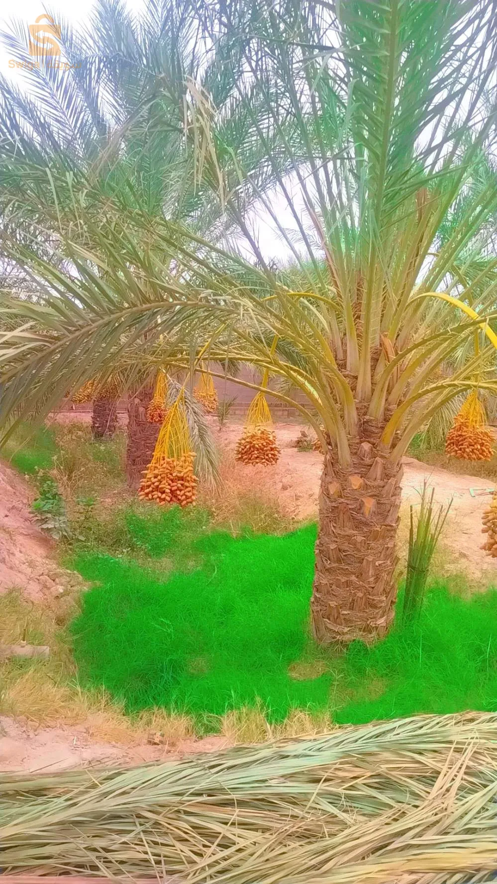 wilaya de biskra