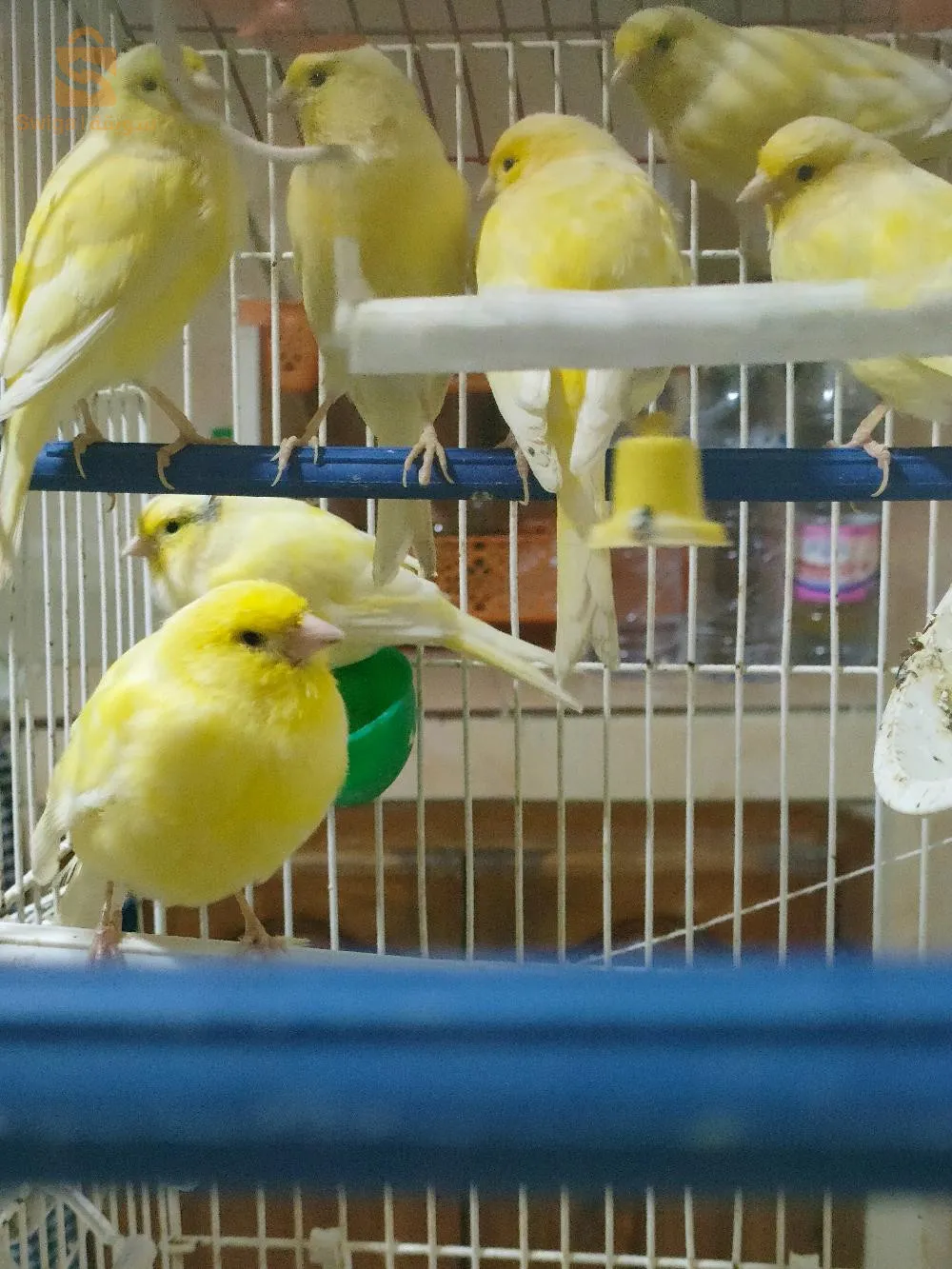 Female canary bird for sale