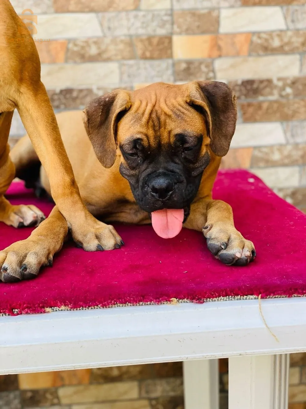 chiots boxer