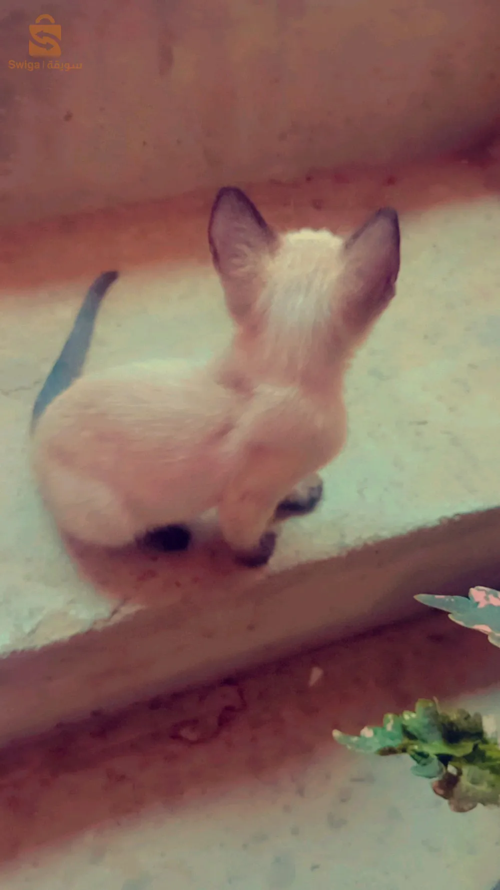 قطة سيامو حرة