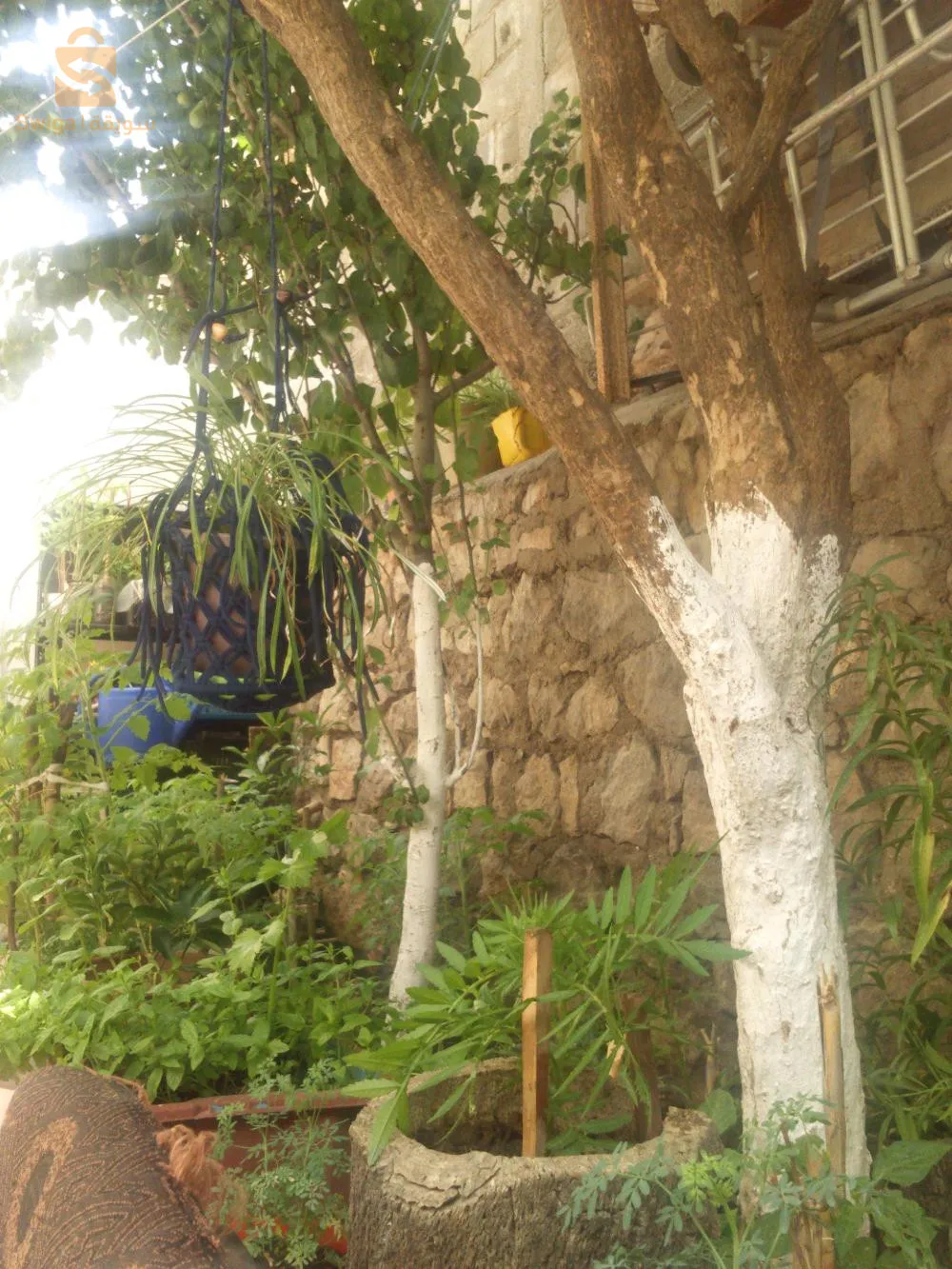 زموري البحري