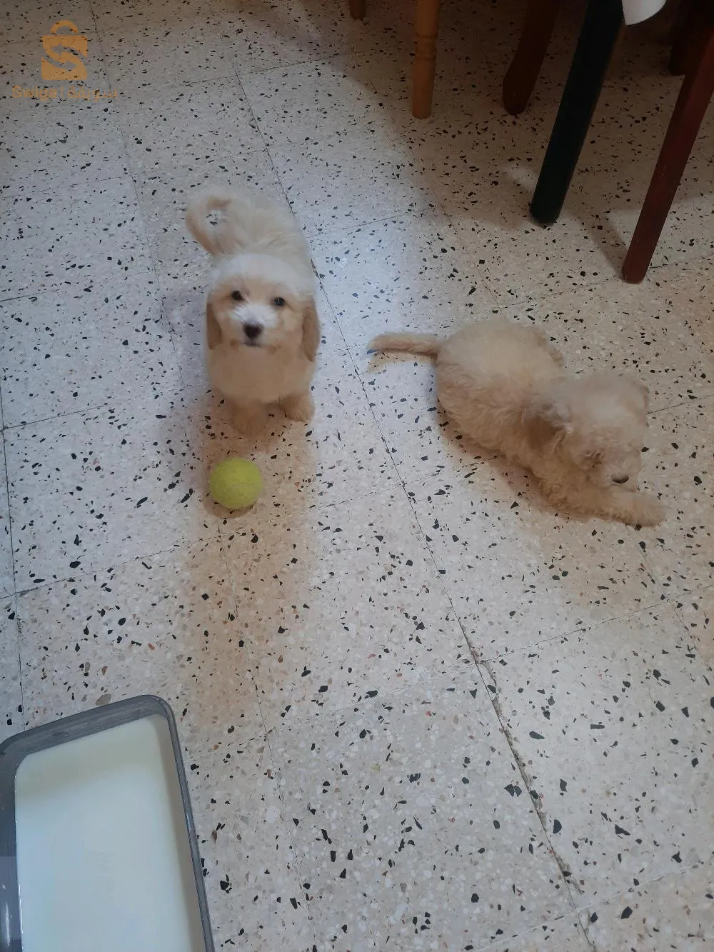 بيع 5 كنيش بيكون 2 أشهر