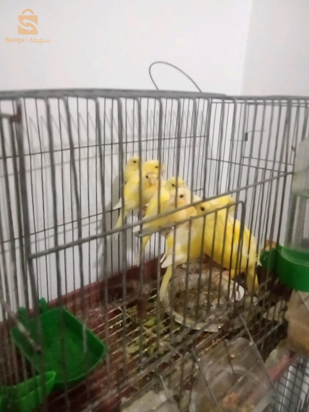 ملينوا زيو روج