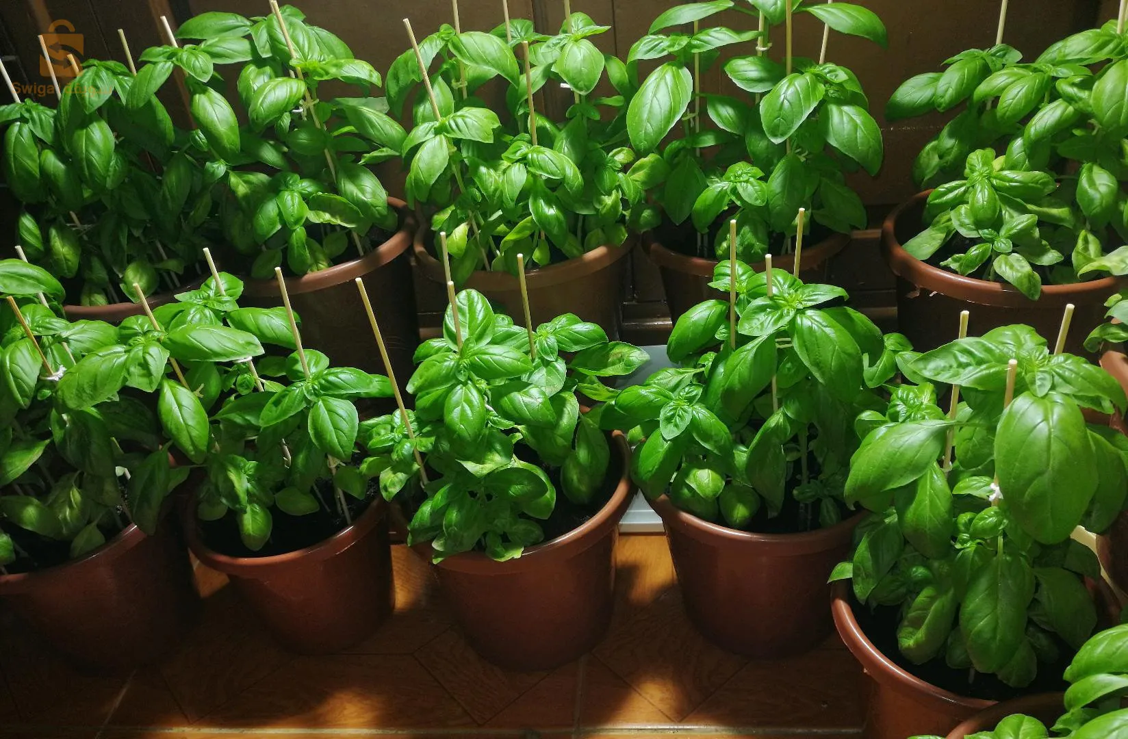 ريحان ايطالي 🇮🇹🇮🇹🇮🇹