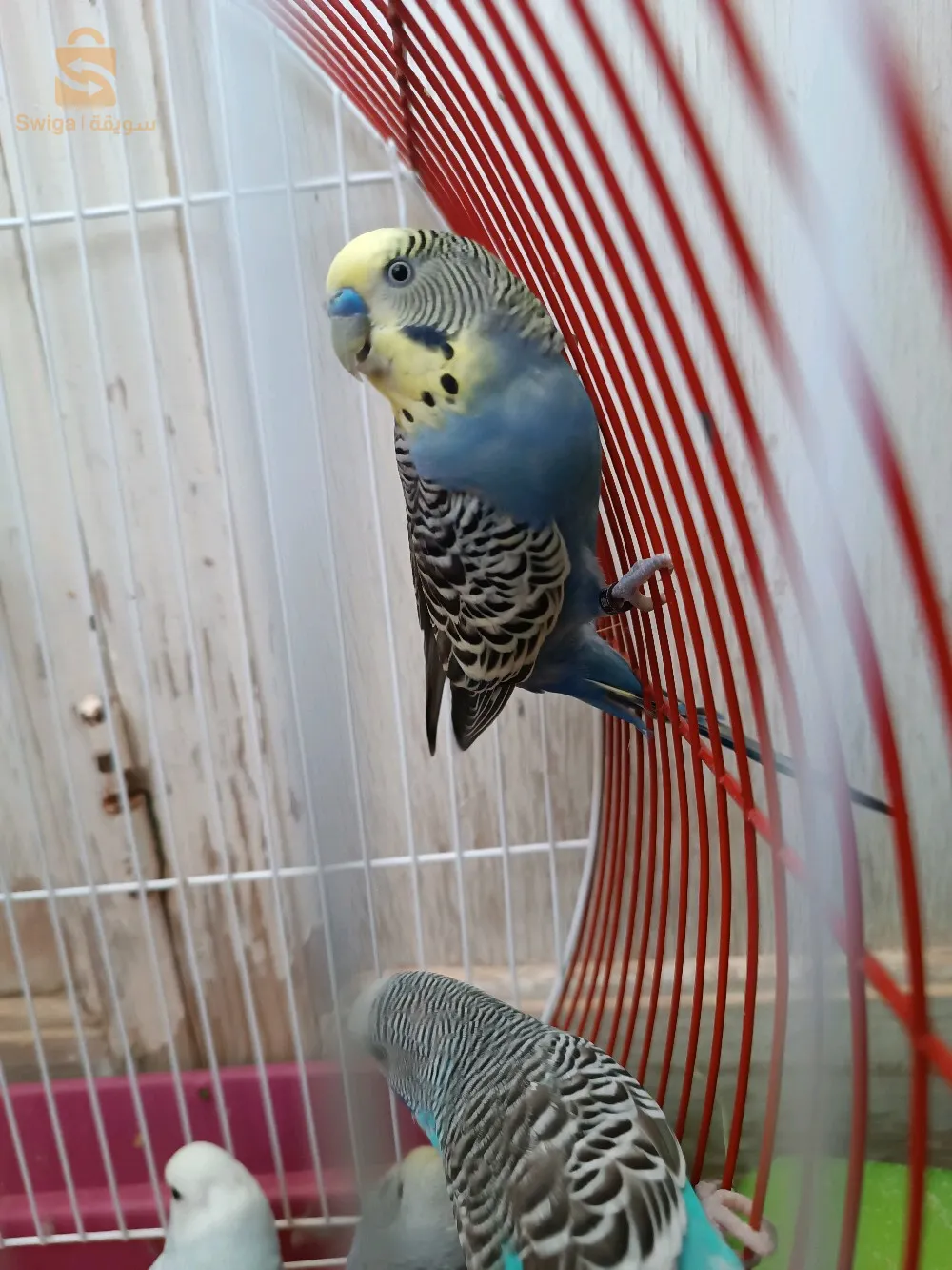 البويرة عين بسام /كرمية بلقاسم