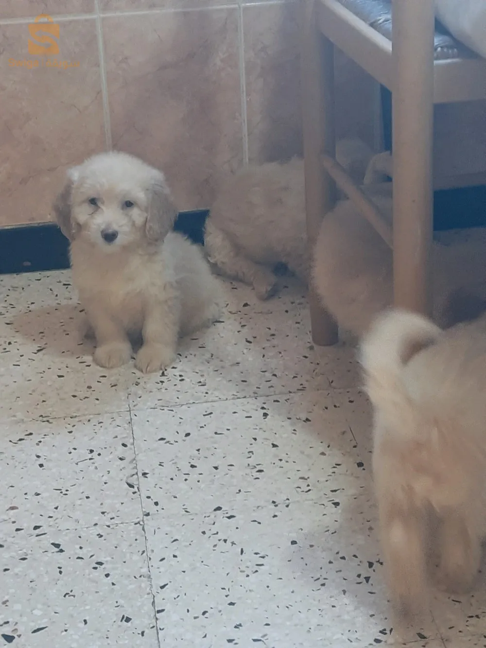 بيع 5 كنيش بيكون 2 أشهر