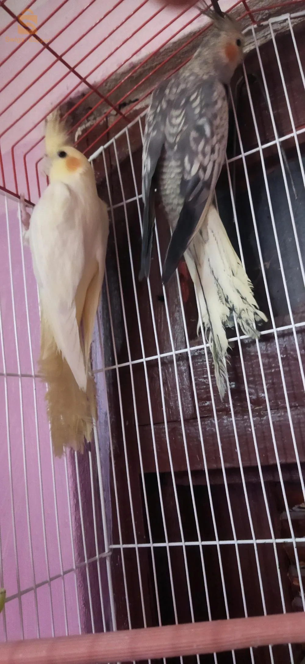 طائر الكالوبسيت