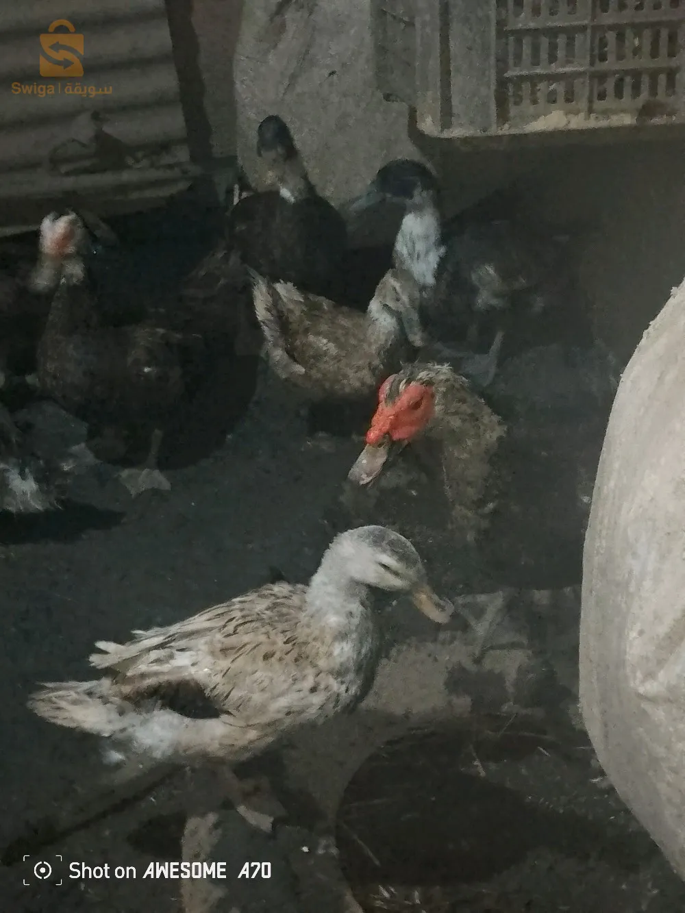 البط للبيع، للشراء أتصل بنا