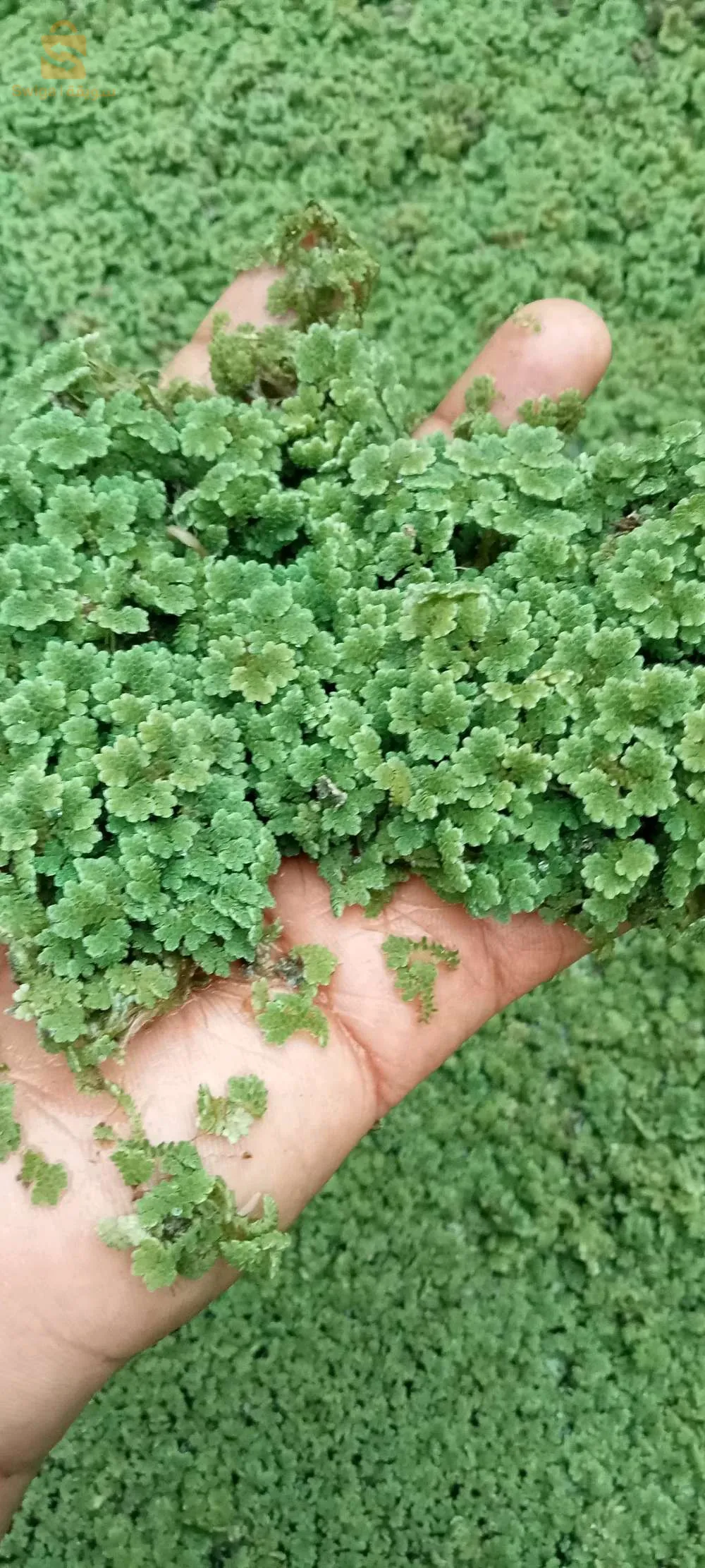 الازولا نبات يعيش فوق الماء سريع النمو