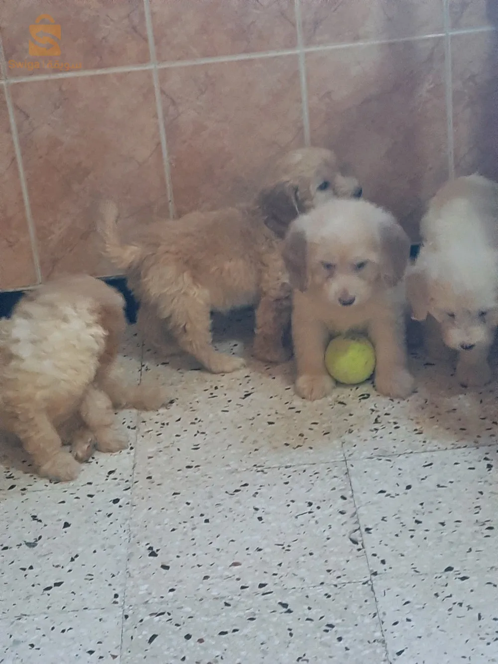 à vendre 5 magnifiques caniches Bichon âgés de 2 mois