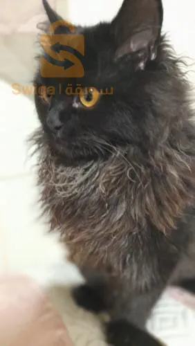 قط شيرازي