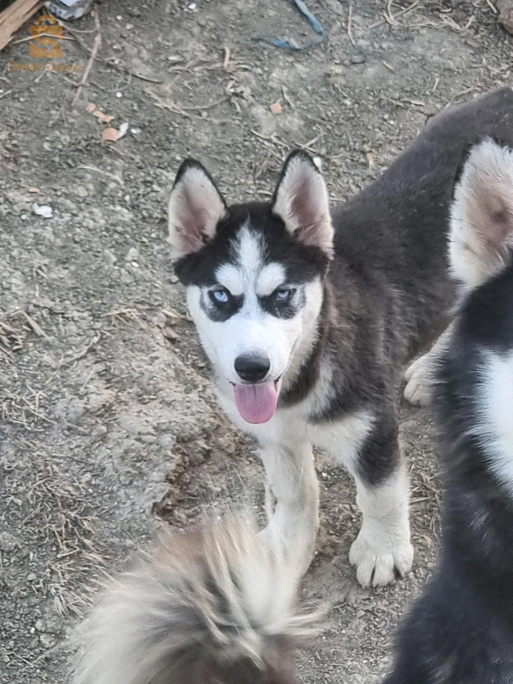 كين هيسك فشبب لصغر وكين لكبر شوي عندهم 5شهور سم لوز 3000 وكين 3500حت 2500