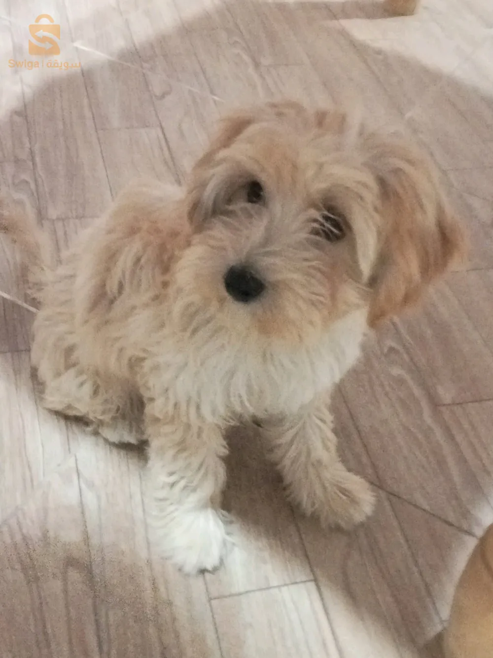 kaniche bichou frisé et maltrais de race pur age 5mois