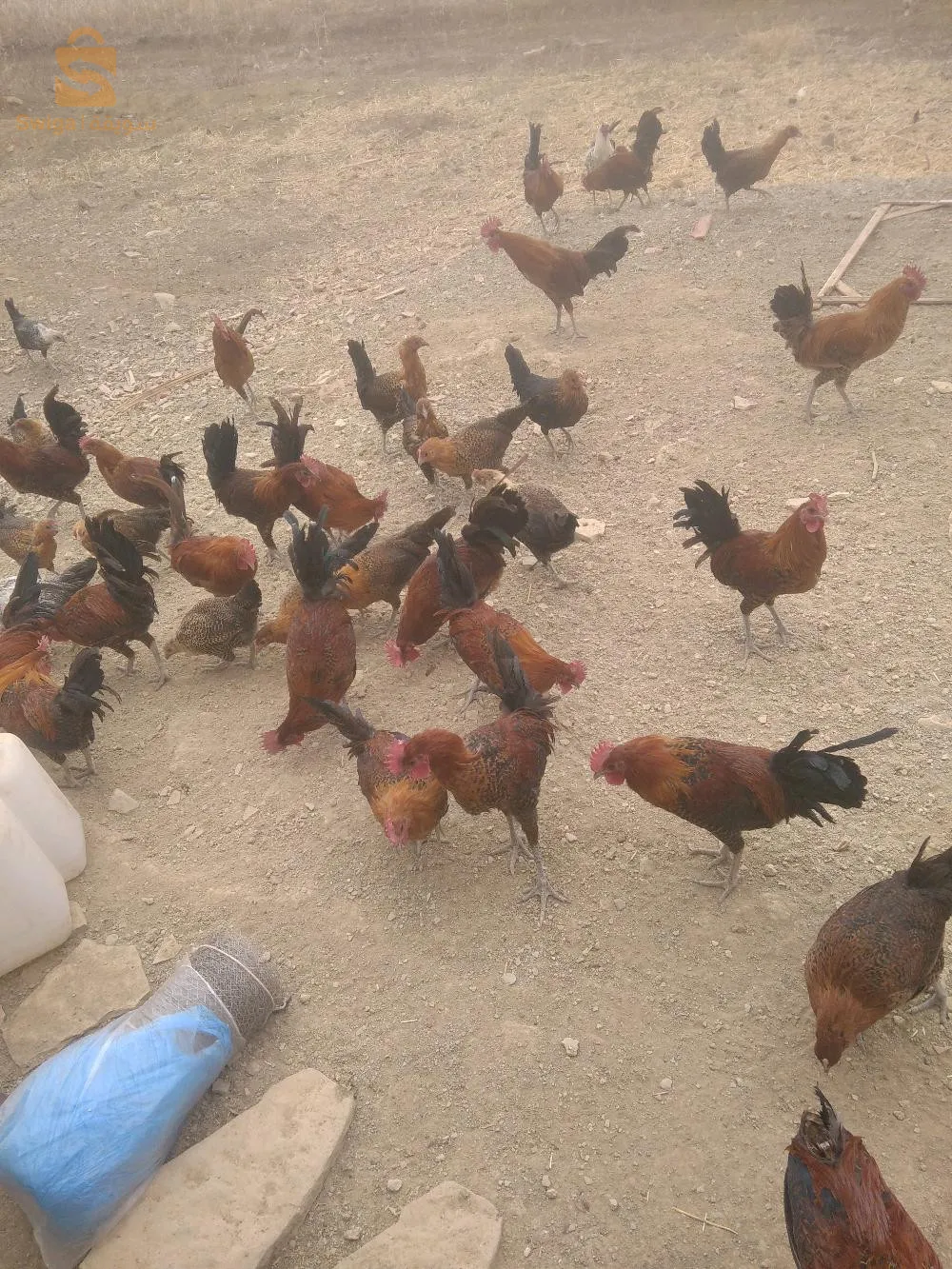 تلمسان