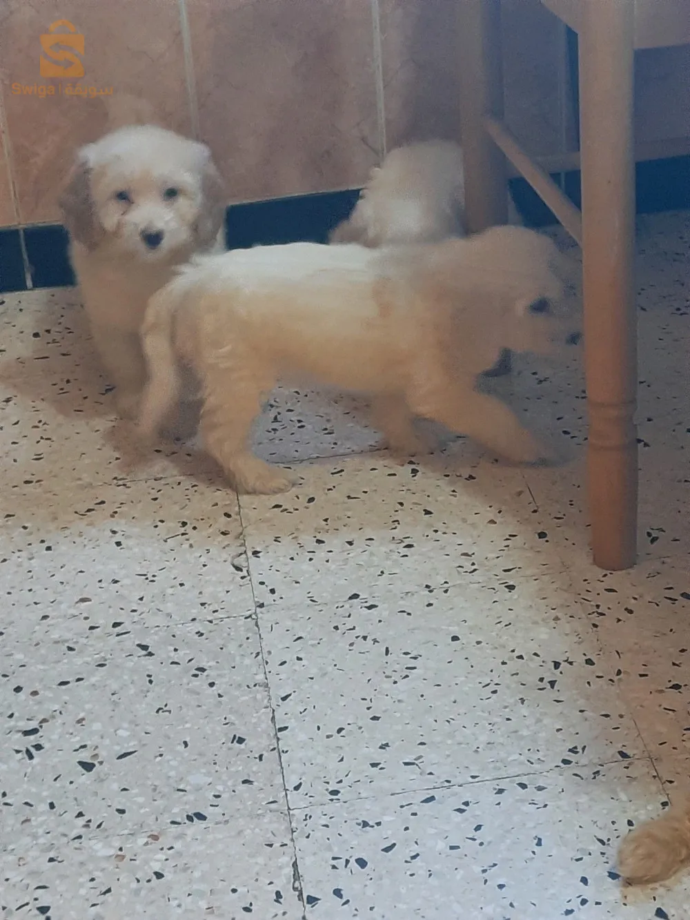 à vendre 5 magnifiques Caniches Bichons