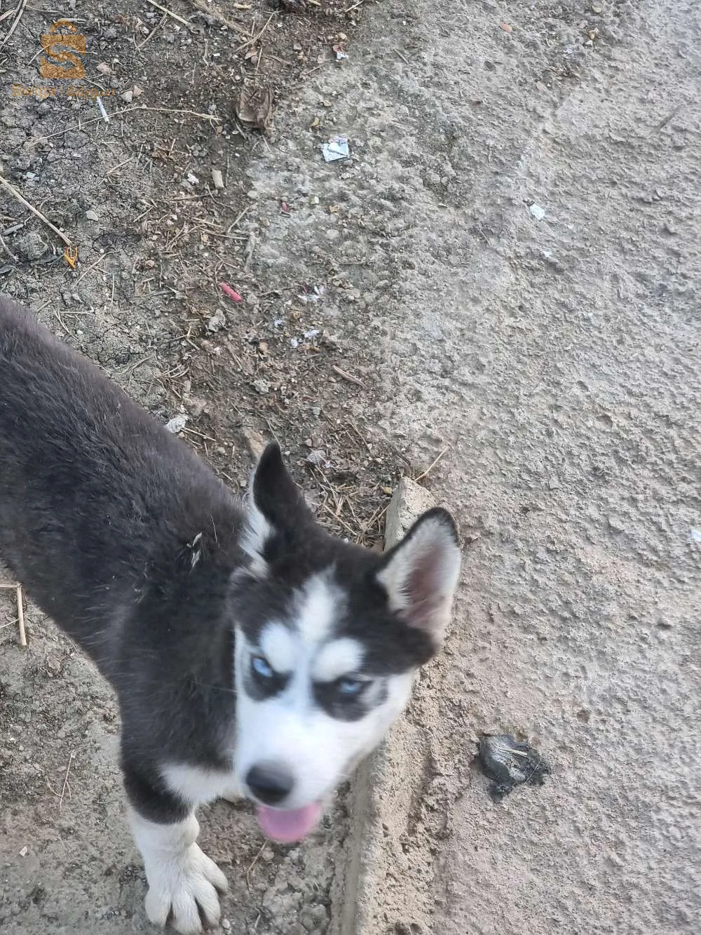 عند خمس هيسك للبيع بي  لوحد 2000