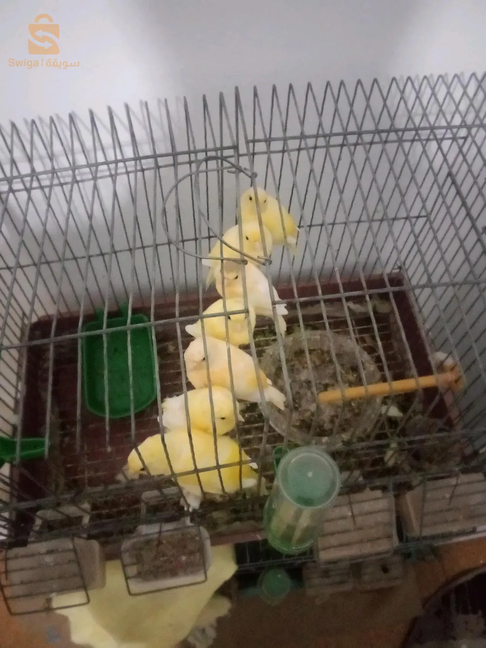 ملينوا زيو روج