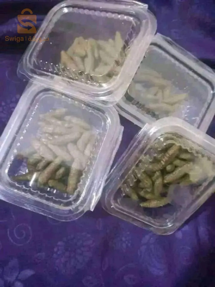 بشار