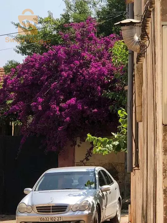مليحة