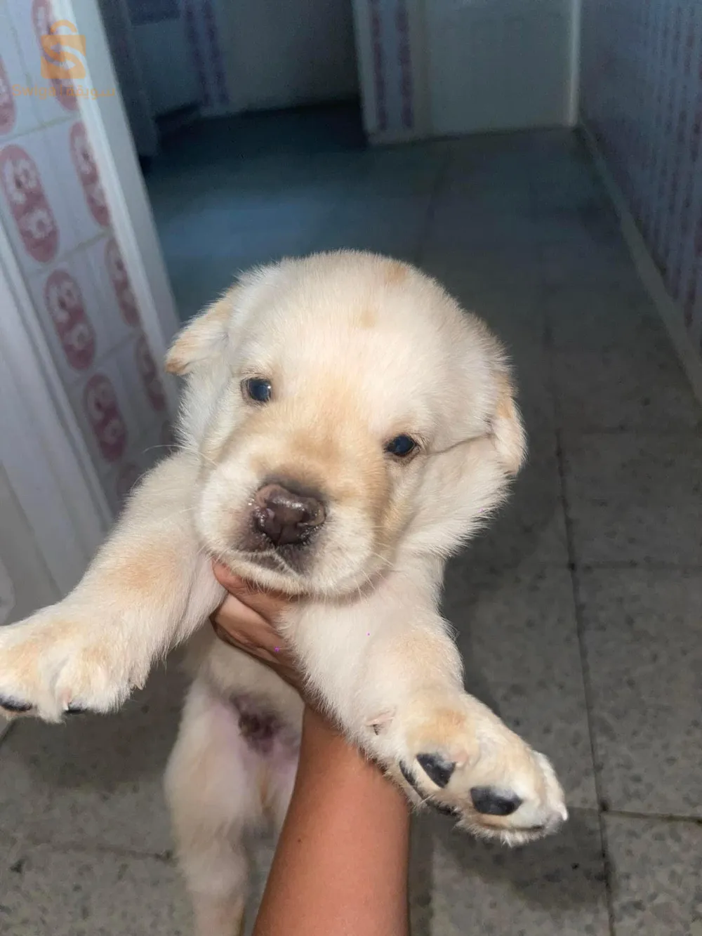 labeador retriever