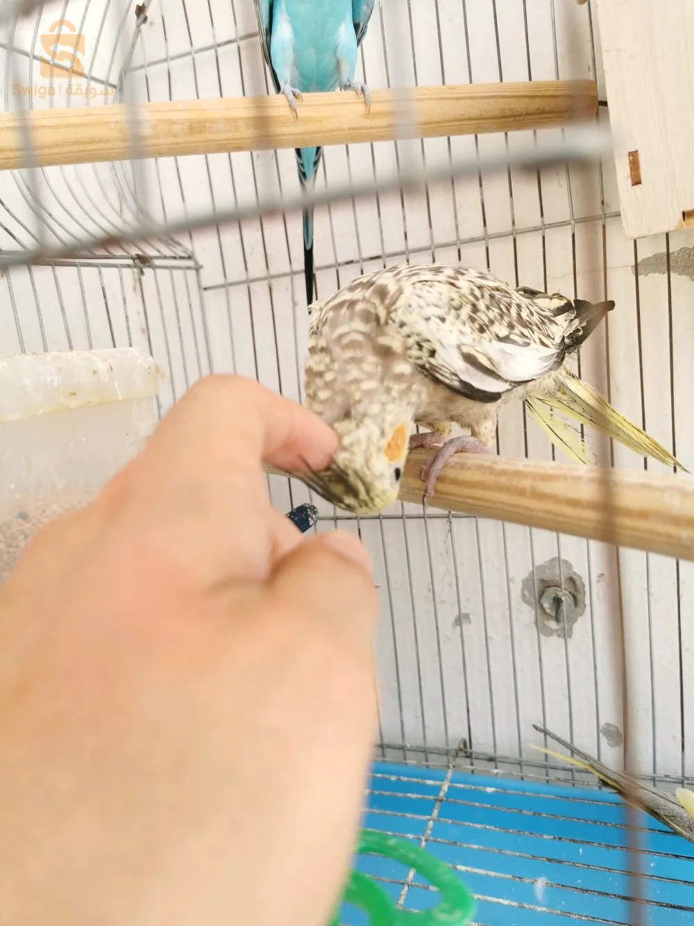 انثى كالوبسيت ايزابال تأكيل يدوي العمر 6 اشهر كالم  و تجي عند لبنادم تحب تلعب حاب نبدل بمال كالوبسيت يكون تأكيل يدوي ولا مدريسي