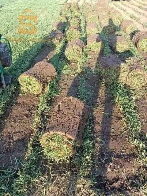 غرس العشب طبيعي وتنضيف الحدائق في المنازل وغيرها