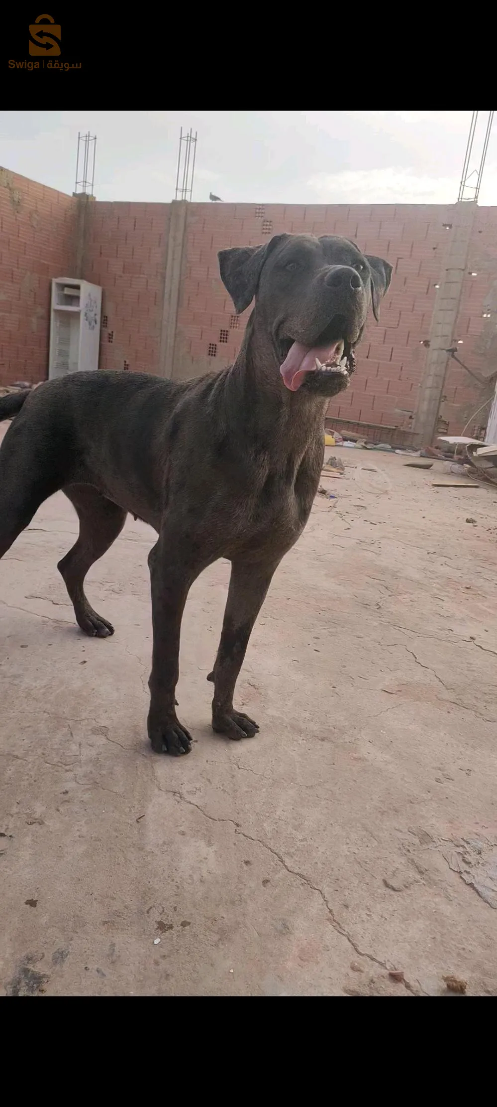 Cane corso