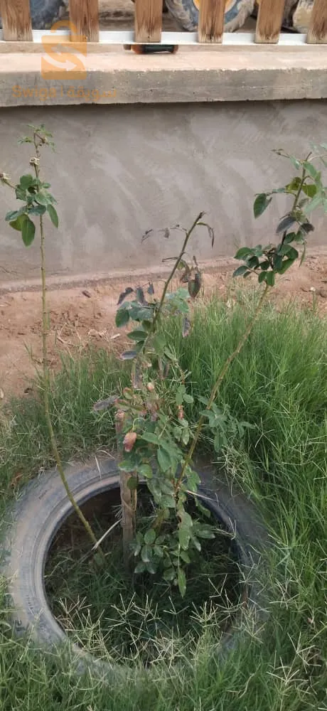 ولاية بسكرة بلدية الحاجب طريق أوماش