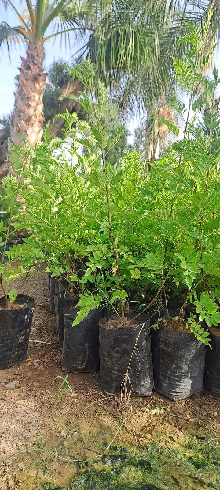 بيع الأشجار arbre