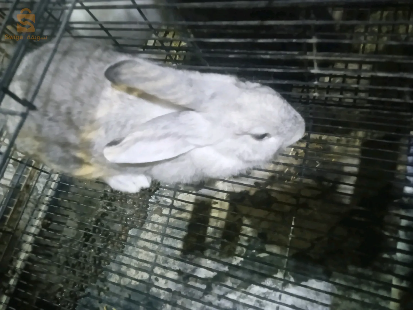 mal et deux femelles âgé de 4 mois et demi