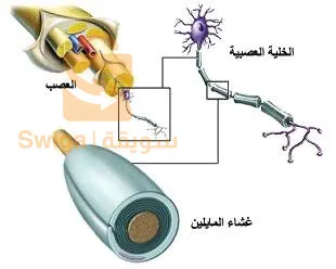 فطر عرف الاسد هو فطر عضوي ويتم انتاااجه خلال مراحل صارمه من الزراعه الى الصناعة حيث حصل على العديد من الشهادات: 
شهادة العضوية 
شهادة TGA الاسترالية 
شهادة GMP الماليزية  ؛ السنغافورية
شهادة الحلال الماليزية 
شهادة HACCP الدولية 
شهادة ISO22716 الدولية 

والكثير من الشهادات الدولية تجدها في الموقع الرسمي للشركة: 

https://www.dxn2u.com/award/

من افضل خصائص فطر عرف الاسد انه يمد ويساعد الجهاز الهضمي والعصبي بالعناصر الاساسية ولهذا يعتبر فطر مغذي عالي القيمه في فعاليك عمل الجهاز الهضمي والجهاز العصبي ..

وهو مناسب لكل الأعمار كما انه يعد وجبه ممتازة لاطفال من سن ٦ شهور فأعلى. ... 

يمكن استخدامه مع الماء 
يمكن اضافته للوجبات اليومية