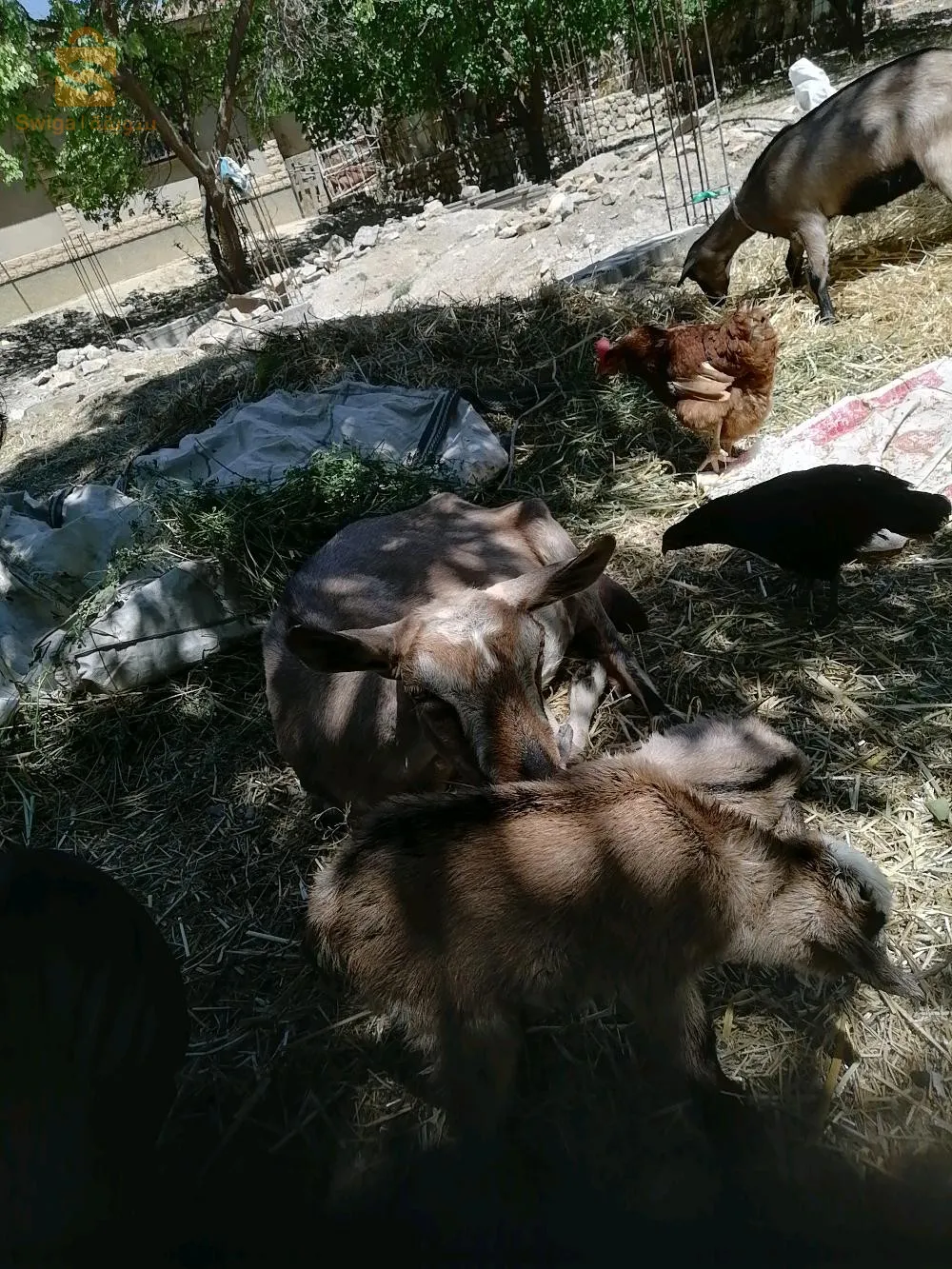 ماعز الالبين