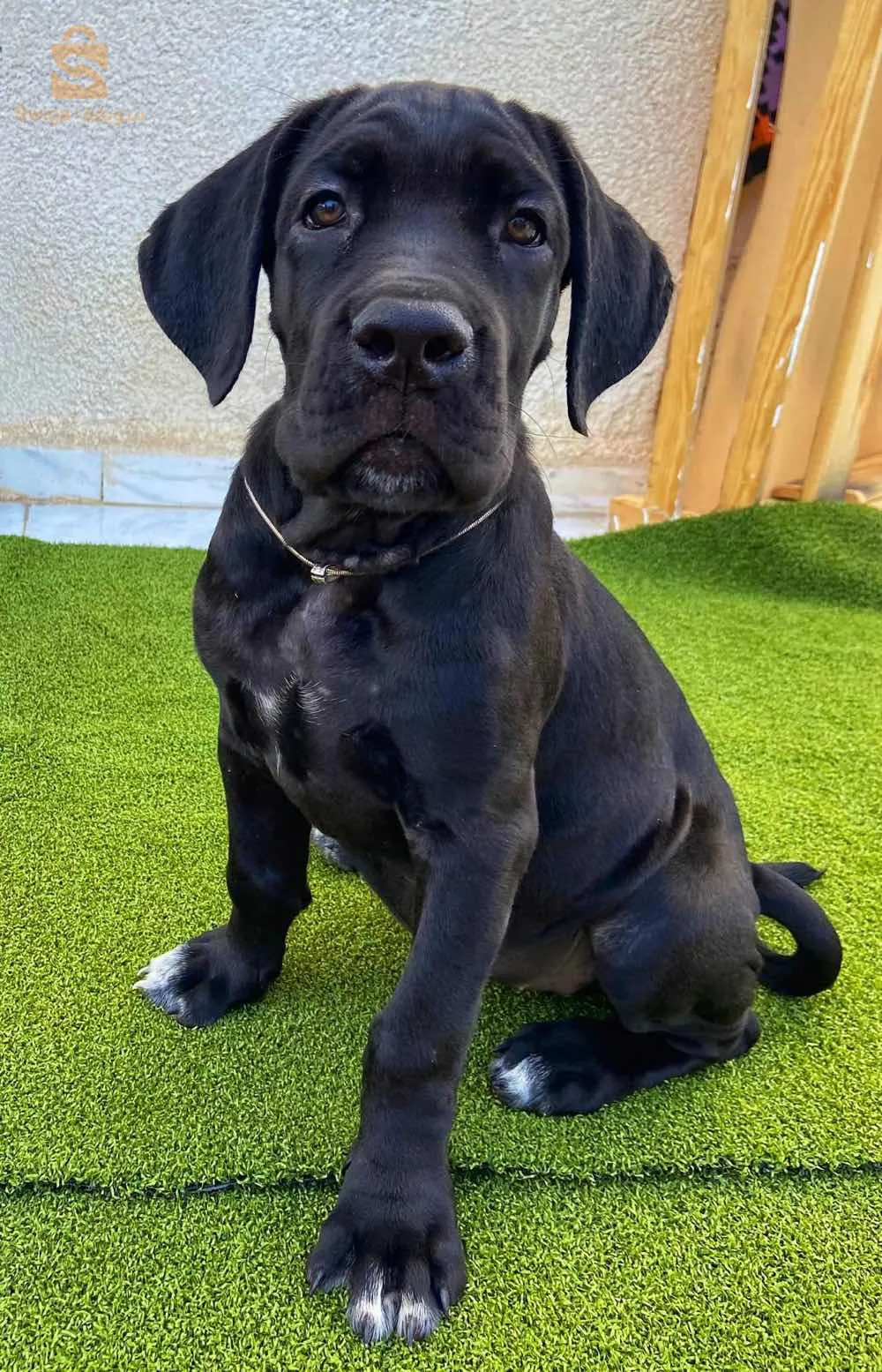 cane corso femelle