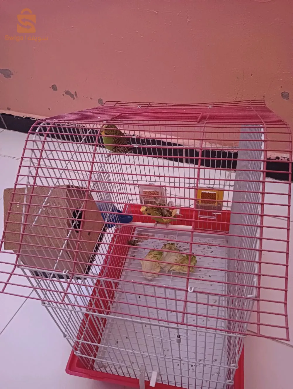 Male and female budgie couple