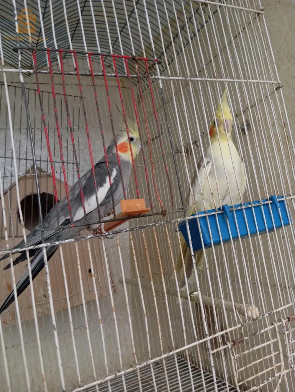 طائر الكوكتال